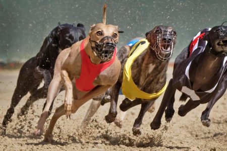 Group of dogs racing