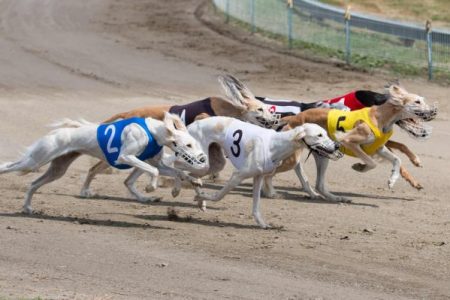 Group of dogs racing around a track